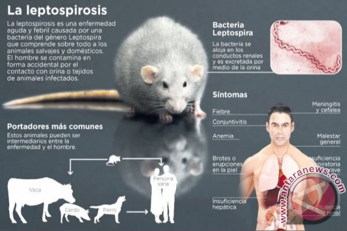 Filipina catat 84 perkara kematian akibat leptospirosis